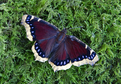 Camberwell Beauty DM1232